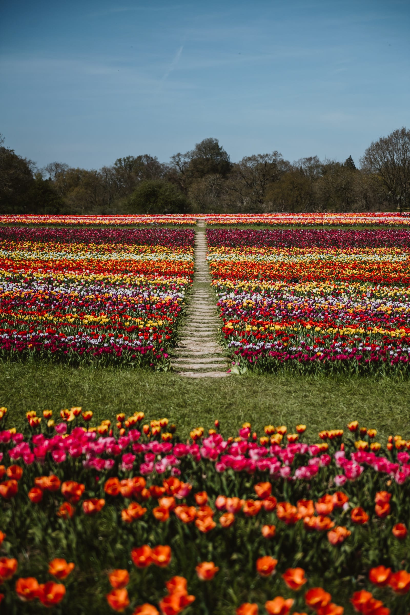 Blocks of tulips in red, yellow, white and purple running away to a treeline, split by a narrow grass path.