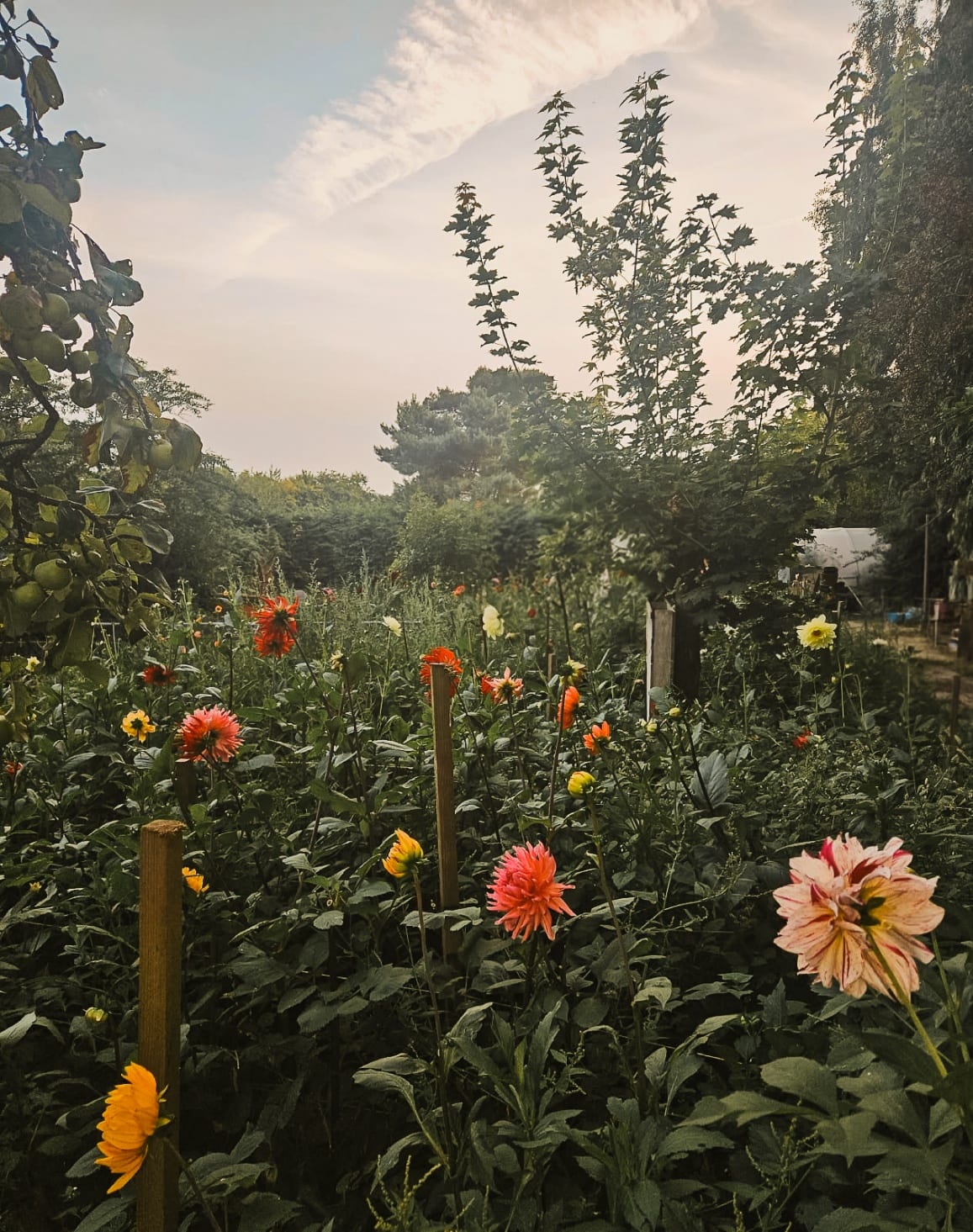 Rows of staked dahlias in flower in Mr H's garden under an evening sky, summer 2025.