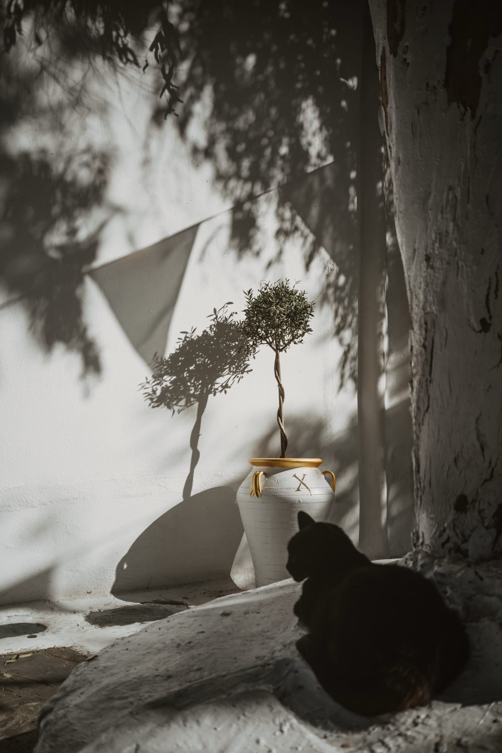 A small olive tree in a gold-rimmed urn against a whitewashed wall, its shadow thrown across the render, with a black cat sitting in the foreground.